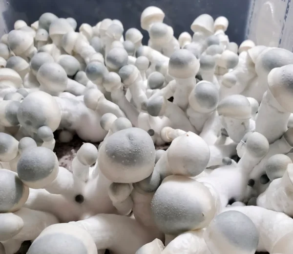 Monotub Refill Complete Kit, Liquid Culture + Black Magic Substrate & Whole Oats (Sterilized) - Image 8