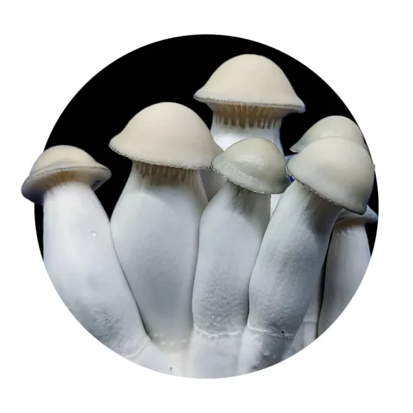 💉Ghost (White Light) - ISOLATED SPORE RESEARCH SYRINGE 12CCS - Image 3