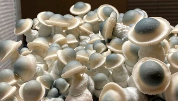 Monotub Refill Complete Kit, Liquid Culture + Black Magic Substrate & Whole Oats (Sterilized) - Image 7