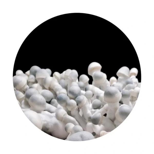 💉PEARLY GATES - ISOLATED SPORE RESEARCH SYRINGE 12CCS - Image 3