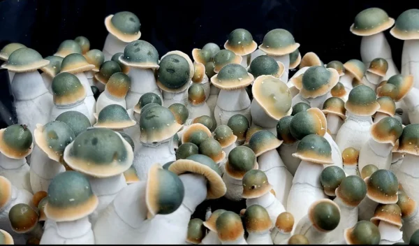 💉PENIS ENVY UNCUT - ISOLATED SPORE RESEARCH SYRINGE 12CCS - Image 4